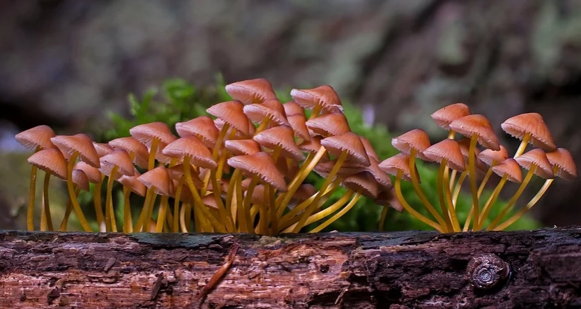 magic mushrooms